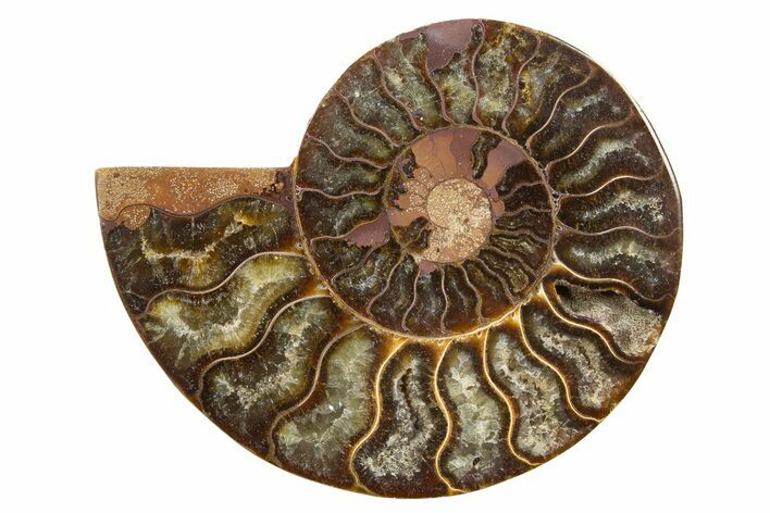 Cut & Polished Ammonite Fossil (Half) - Madagascar #318086